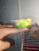 Bazrigar